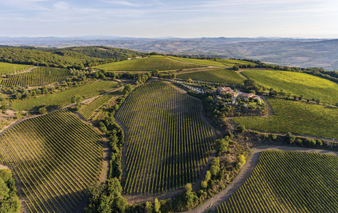 San Polo Vineyards Landscape